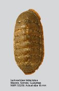 Ischnochiton tridentatus